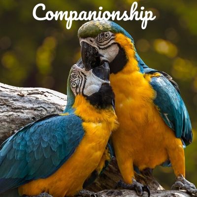 companionship