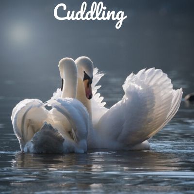 cuddling